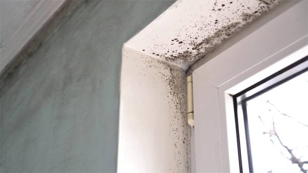 Best Local Mold Removal Service  in Lincoln, IL