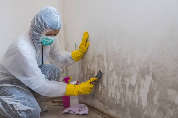 Best Professional Mold Removal  in Lincoln, IL