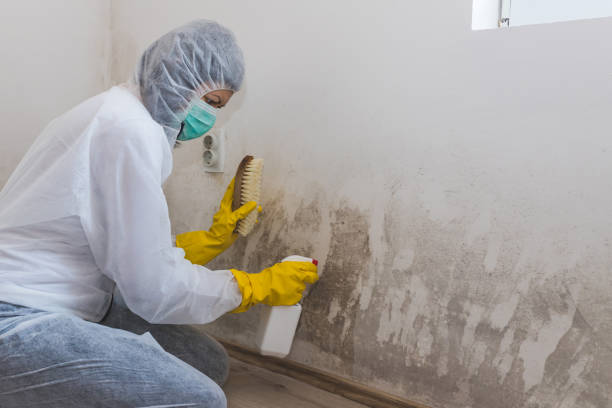 Best Attic Mold Removal  in Lincoln, IL