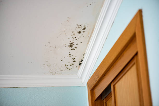 Best Mold Removal Near Me  in Lincoln, IL