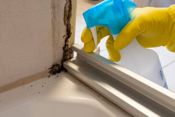 Trusted Lincoln, IL Mold Removal Experts