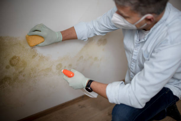 Mold Removal Process in Lincoln, IL