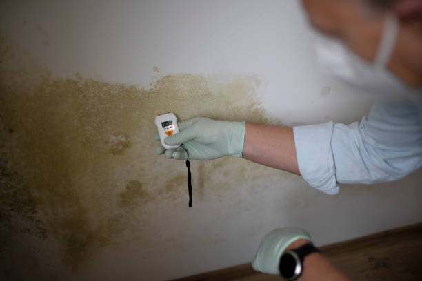 Best Mold Testing  in Lincoln, IL