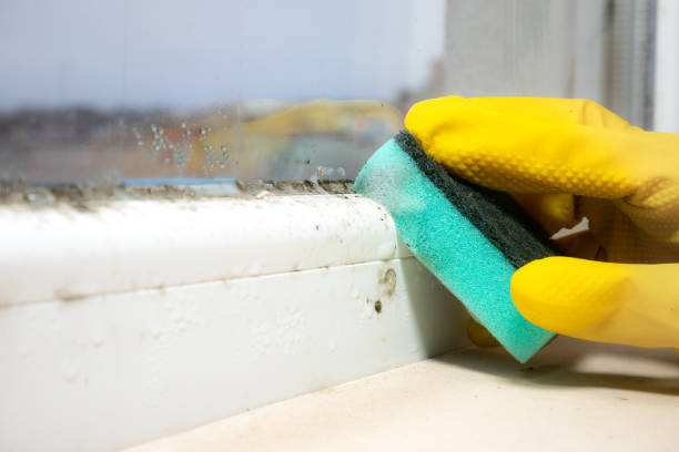 Best Mold Testing  in Lincoln, IL