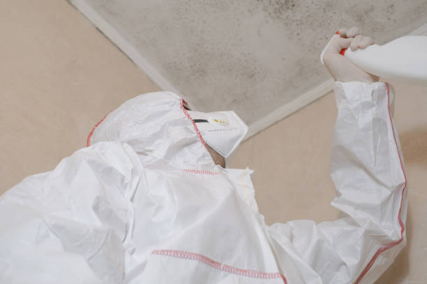 Best Mold Removal Near Me  in Lincoln, IL