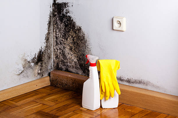Mold Testing and Removal in Lincoln, IL