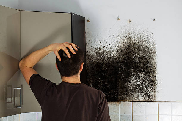 Best Emergency Mold Removal  in Lincoln, IL